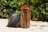 YORKSHIRE TERRIER 460